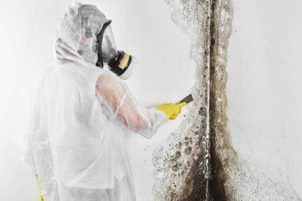 Best Mold Removal Company Near Me  in Shields, MI