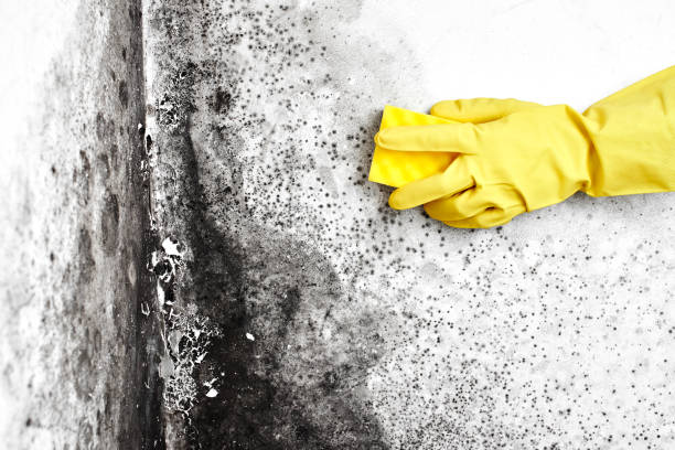 Best Mold Testing  in Shields, MI