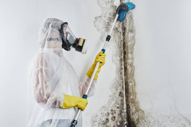 Best Mold Damage Repair  in Shields, MI