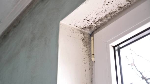 Best Professional Mold Removal  in Shields, MI