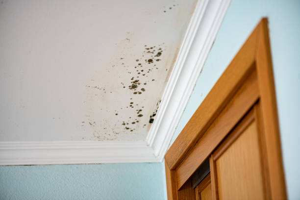 Best Residential Mold Removal  in Shields, MI
