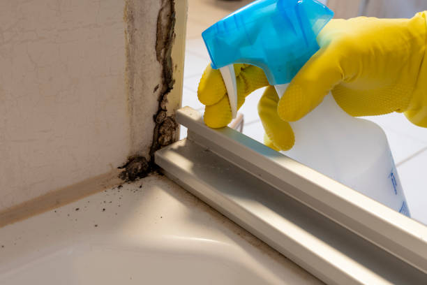 Reliable Shields, MI Mold Removal Solutions