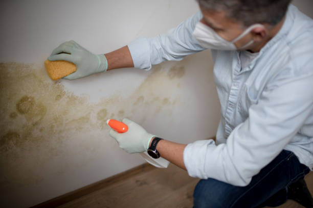 Best Mold Removal Company Near Me  in Shields, MI