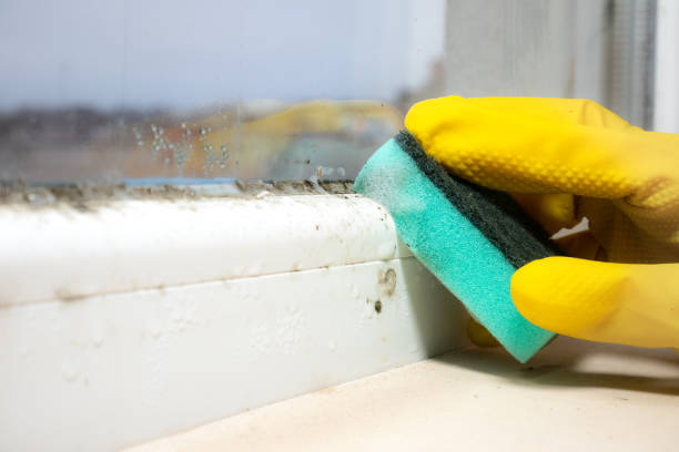 Best Mold Removal Near Me  in Shields, MI