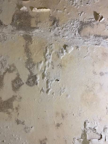Best Crawl Space Mold Removal  in Shields, MI