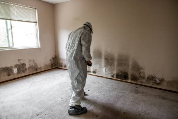 Best Fast Mold Removal  in Shields, MI