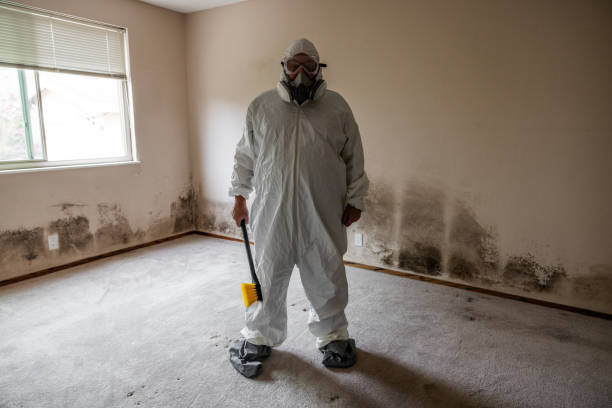 Mold Removal Process in Shields, MI