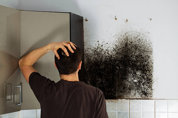 Office Mold Removal Services in Shields, MI