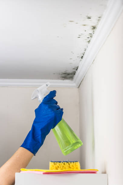 Best Crawl Space Mold Removal  in Shields, MI