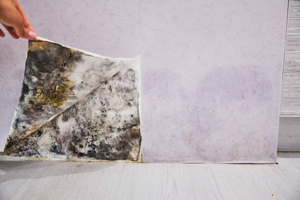 Best Best Mold Removal Companies  in Shields, MI
